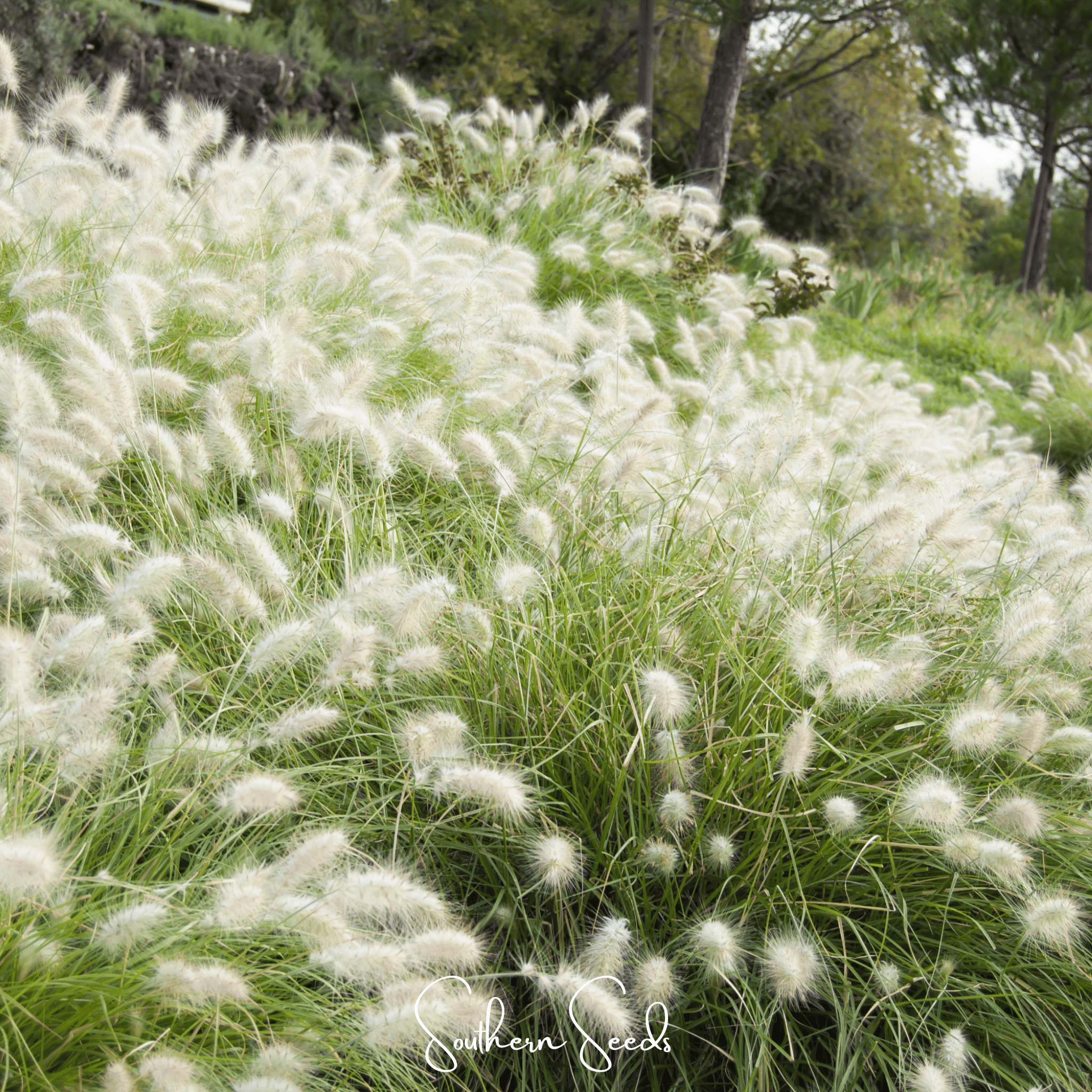 Feathertop – 25 Seeds Southern Seeds
