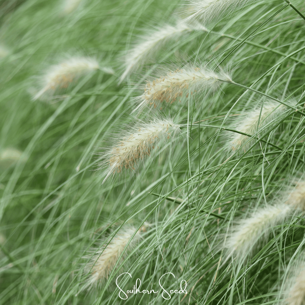 Feathertop – 25 Seeds Southern Seeds