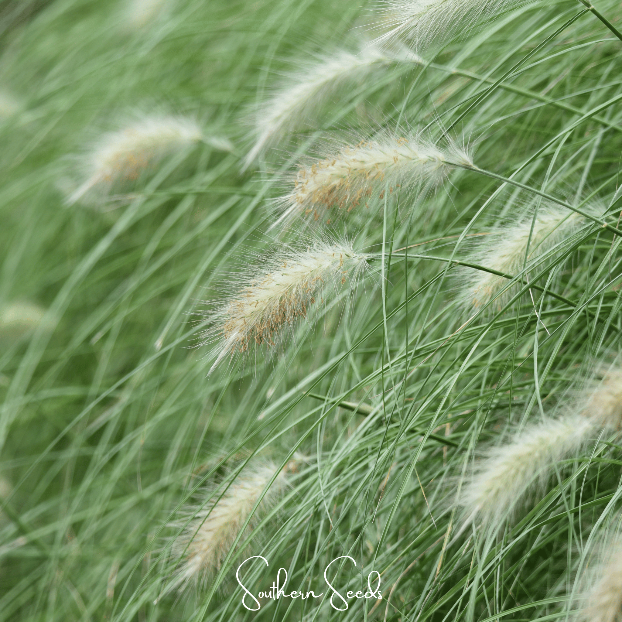 Feathertop – 25 Seeds Southern Seeds
