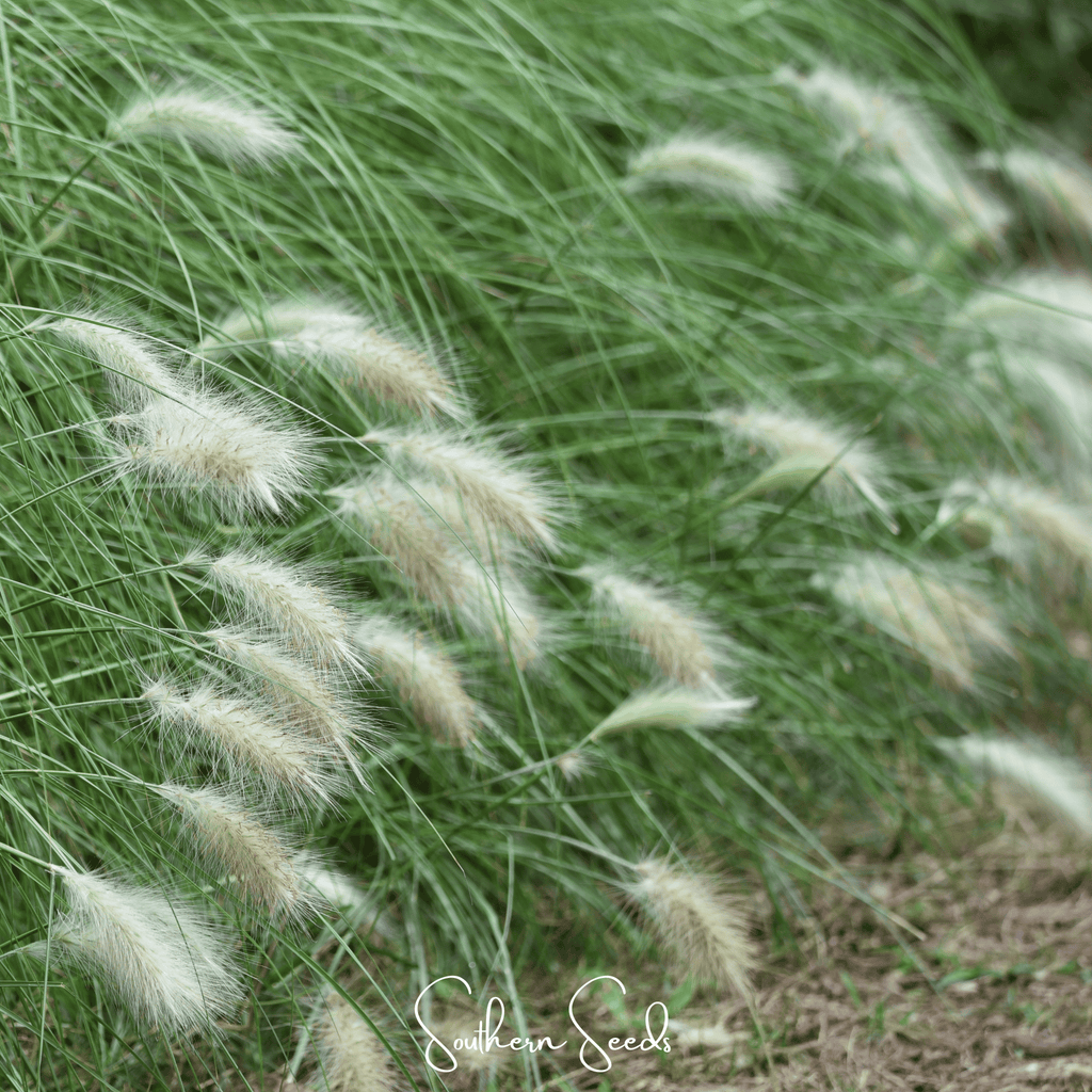 Feathertop – 25 Seeds Southern Seeds