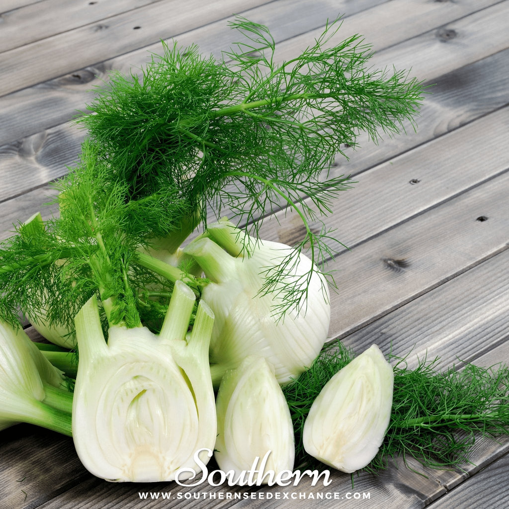 Florence Fennel – 200 Seeds Southern Seeds