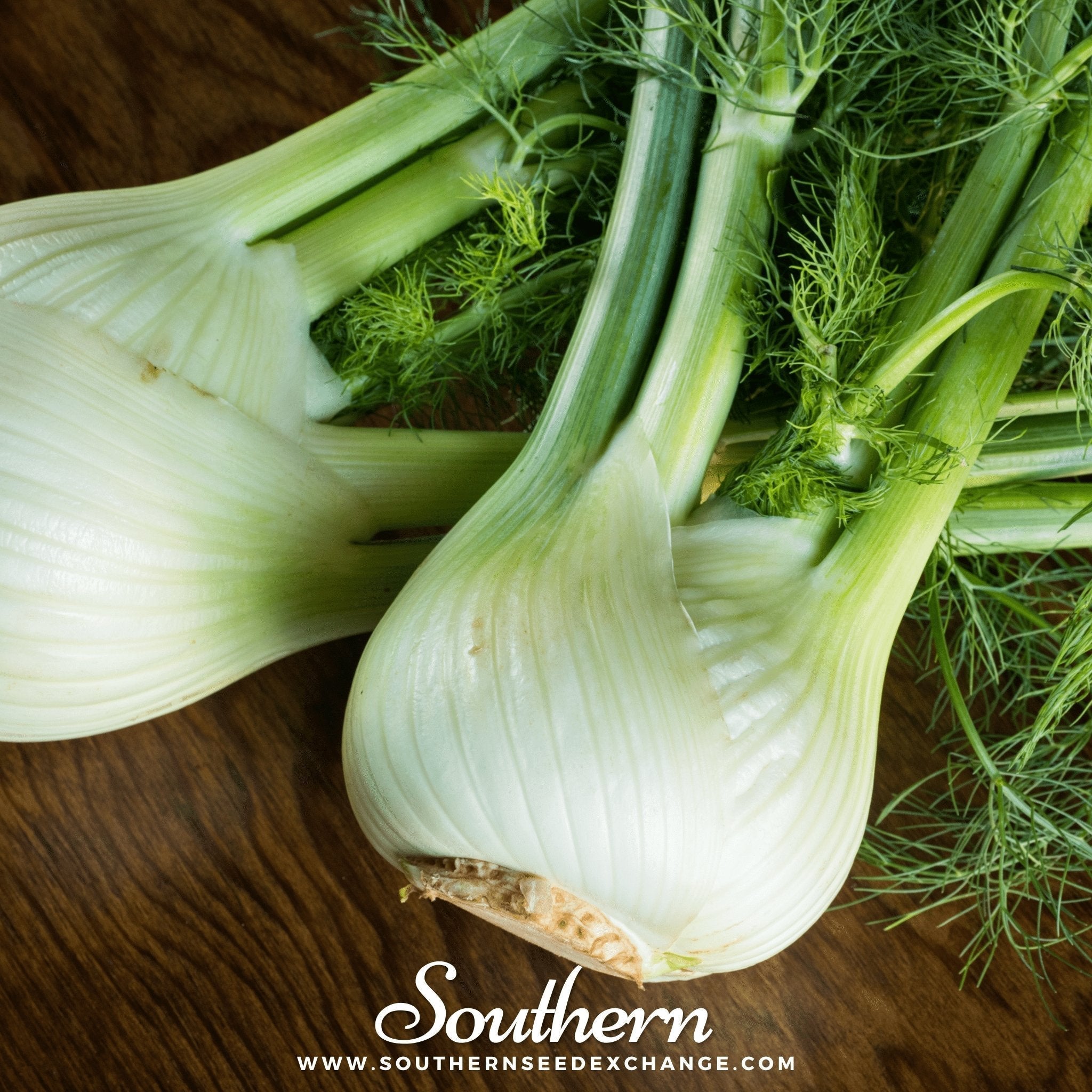 Florence Fennel – 200 Seeds Southern Seeds