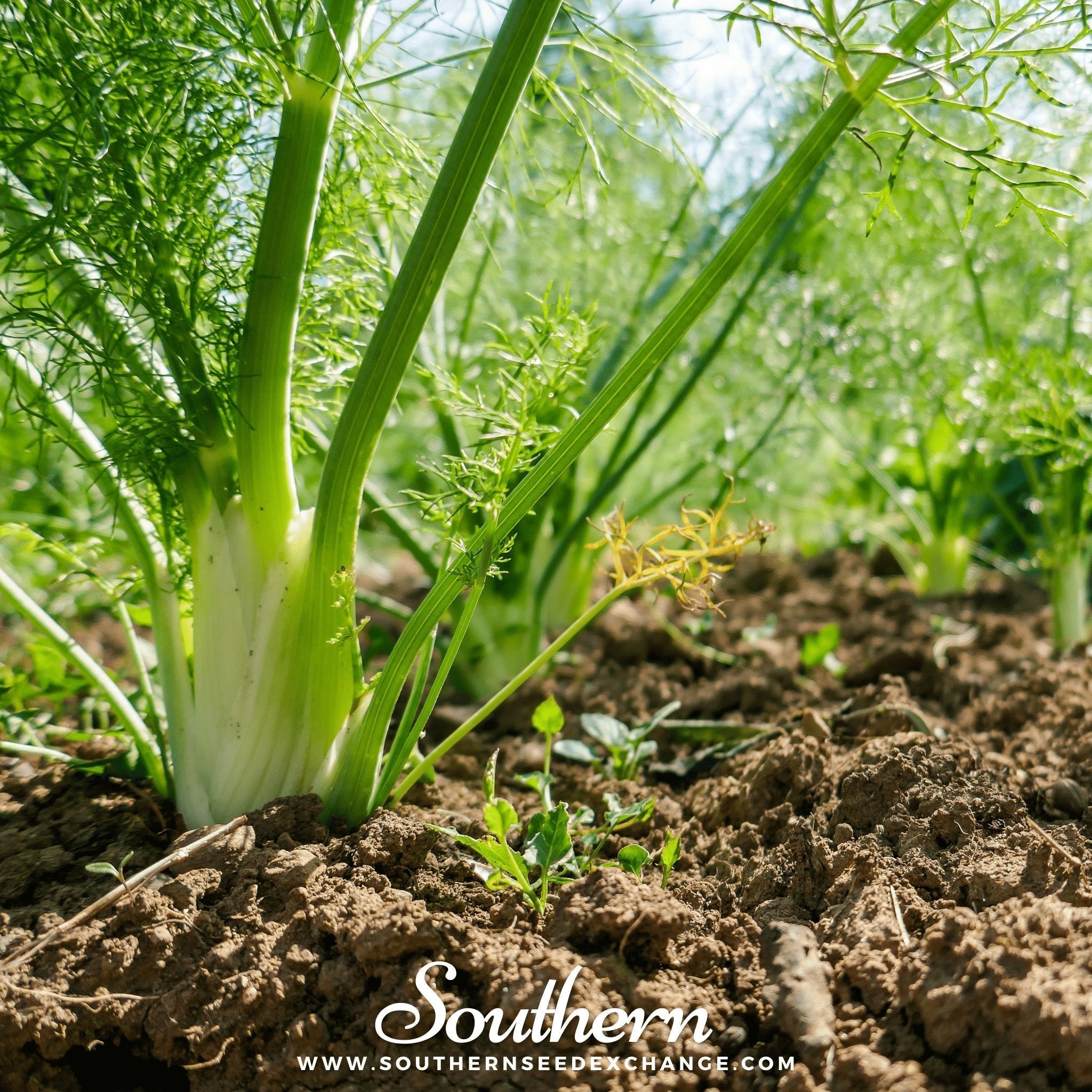 Florence Fennel – 200 Seeds Southern Seeds