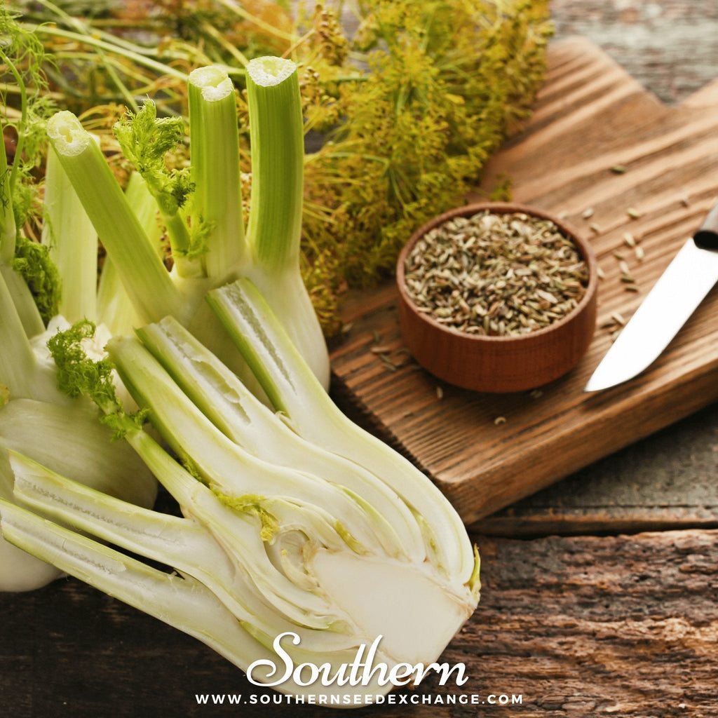 Florence Fennel – 200 Seeds Southern Seeds
