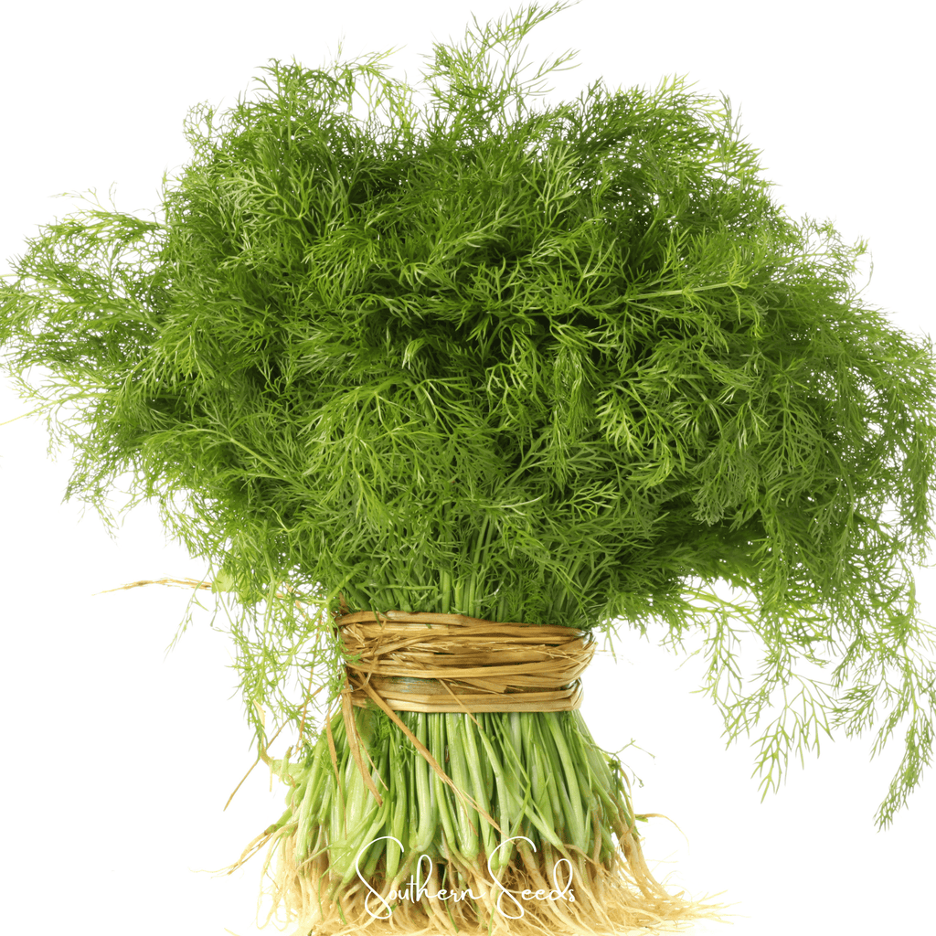 Grosfruchtiger Fennel – 200 Seeds Southern Seeds