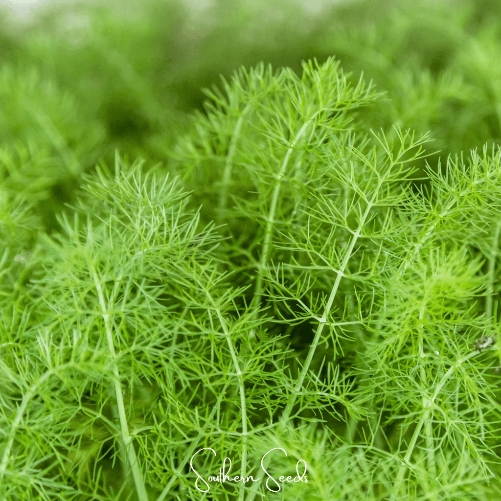 Grosfruchtiger Fennel – 200 Seeds Southern Seeds