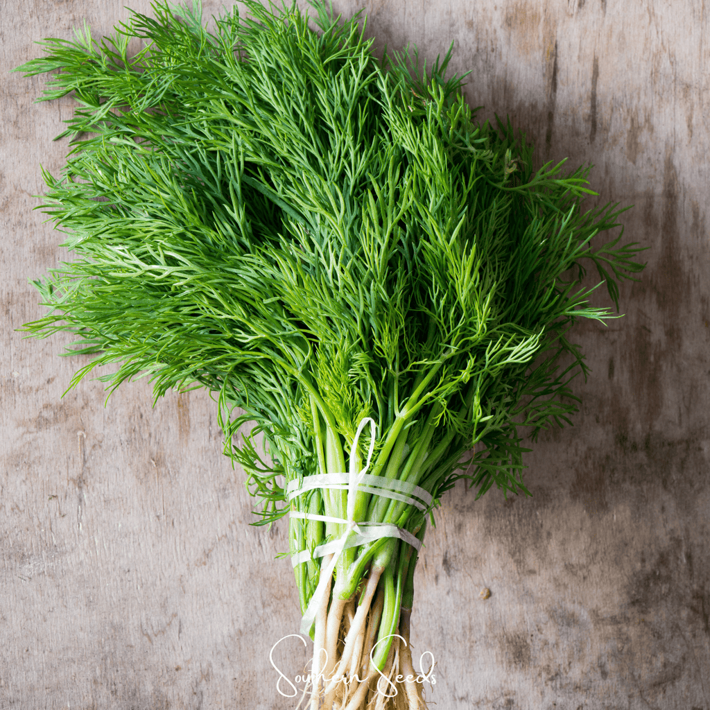 Grosfruchtiger Fennel – 200 Seeds Southern Seeds