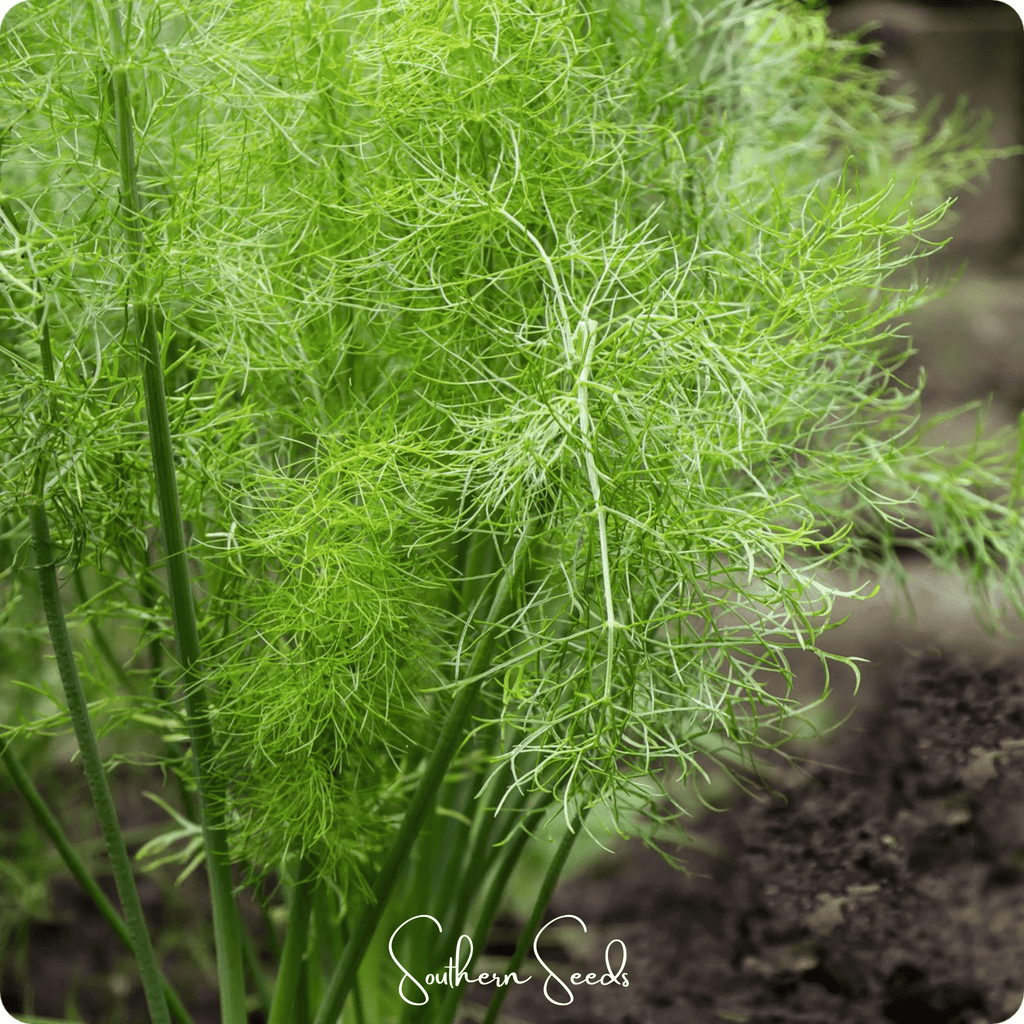 Grosfruchtiger Fennel – 200 Seeds Southern Seeds