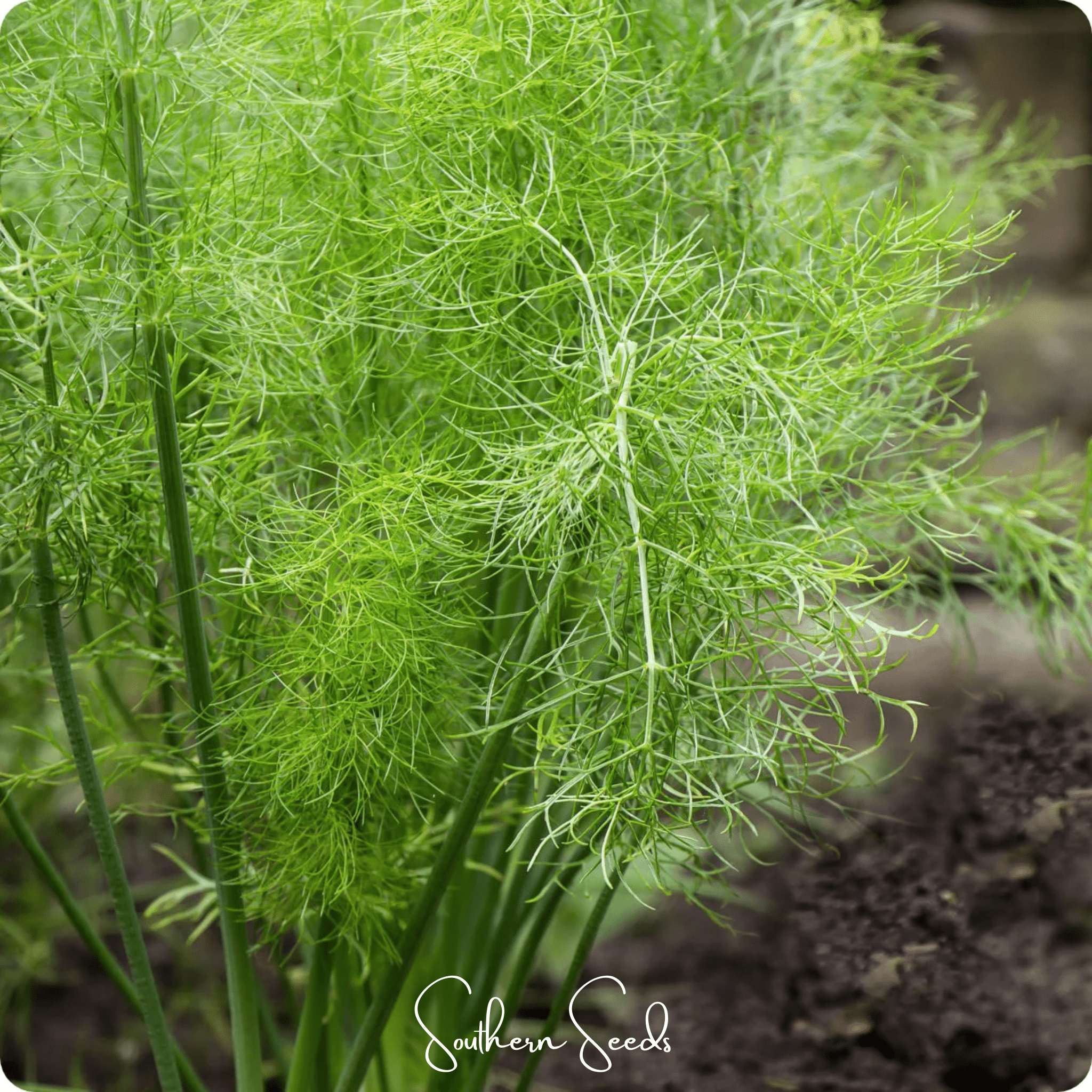Grosfruchtiger Fennel – 200 Seeds Southern Seeds