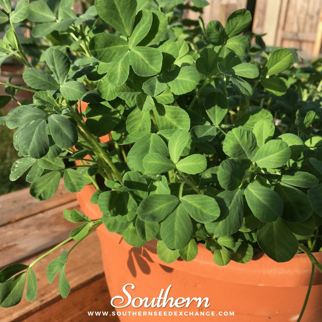 Fenugreek – 50 Seeds Southern Seeds