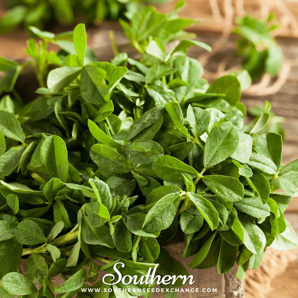 Fenugreek – 50 Seeds Southern Seeds