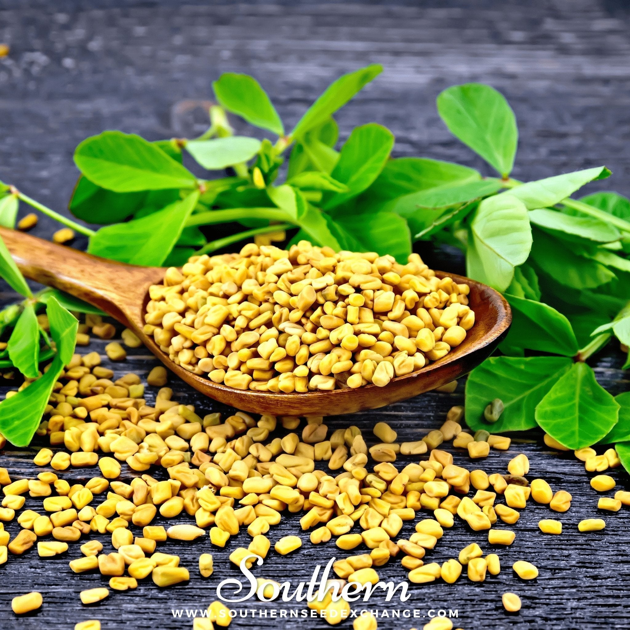 Fenugreek – 50 Seeds Southern Seeds