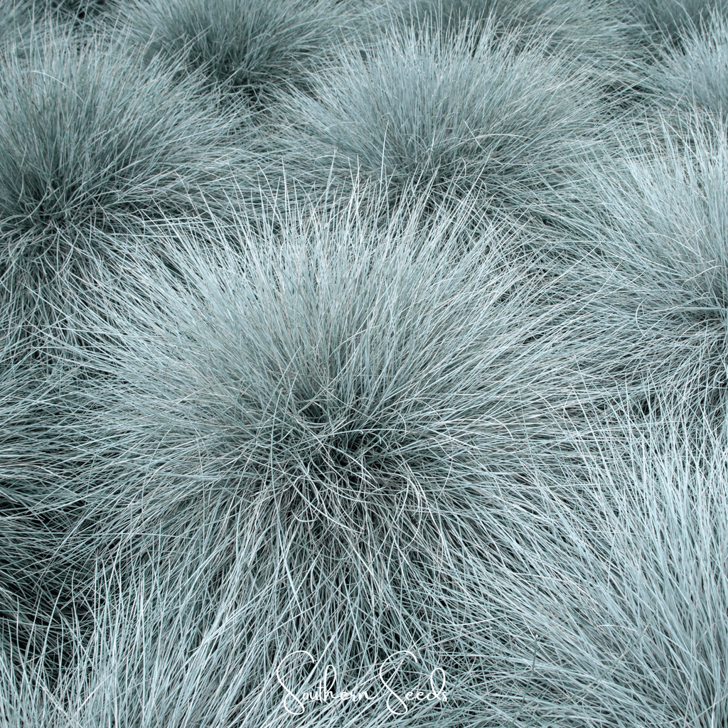 Blue Fescue – 100 Seeds Southern Seeds
