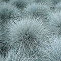 Blue Fescue – 100 Seeds Southern Seeds