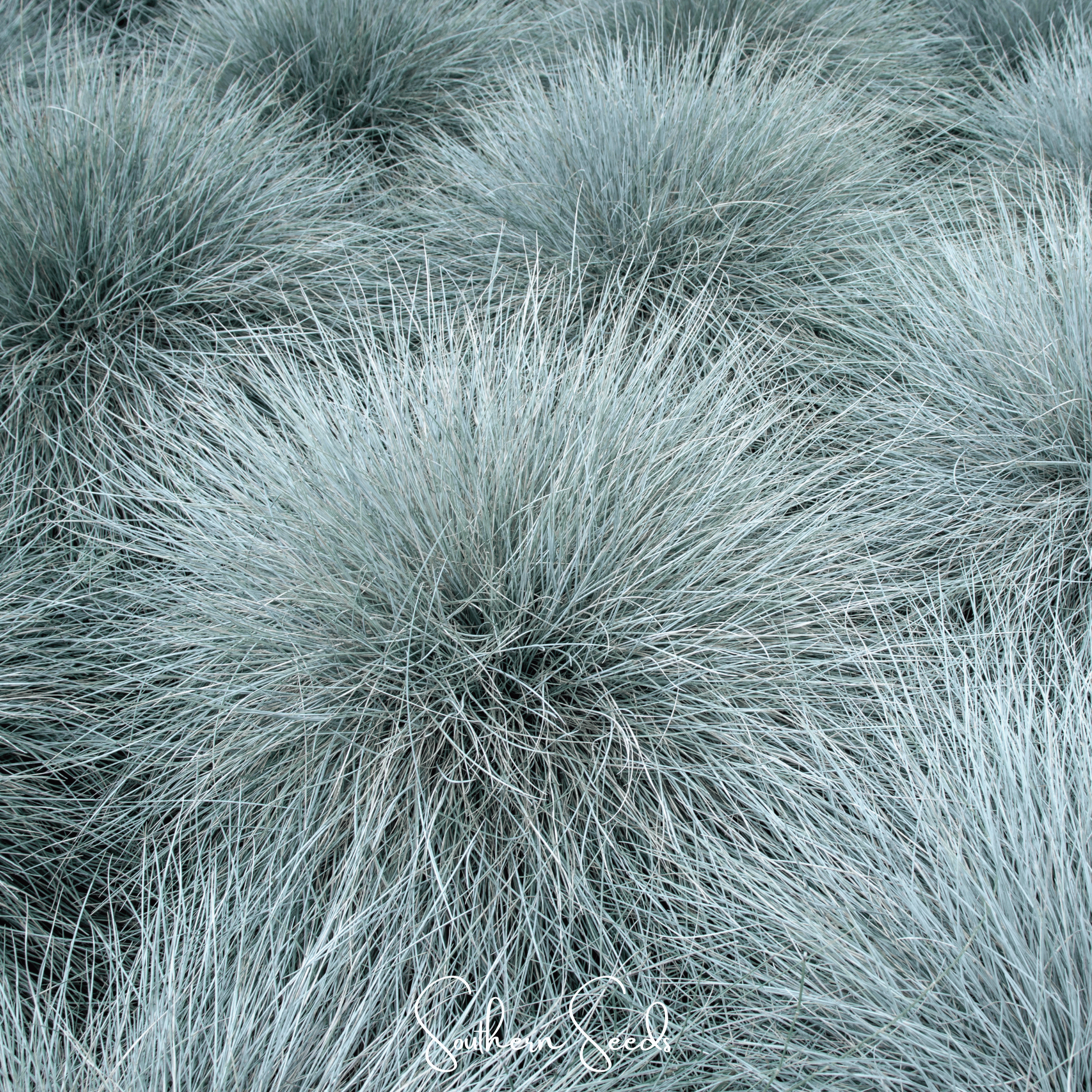Blue Fescue – 100 Seeds Southern Seeds