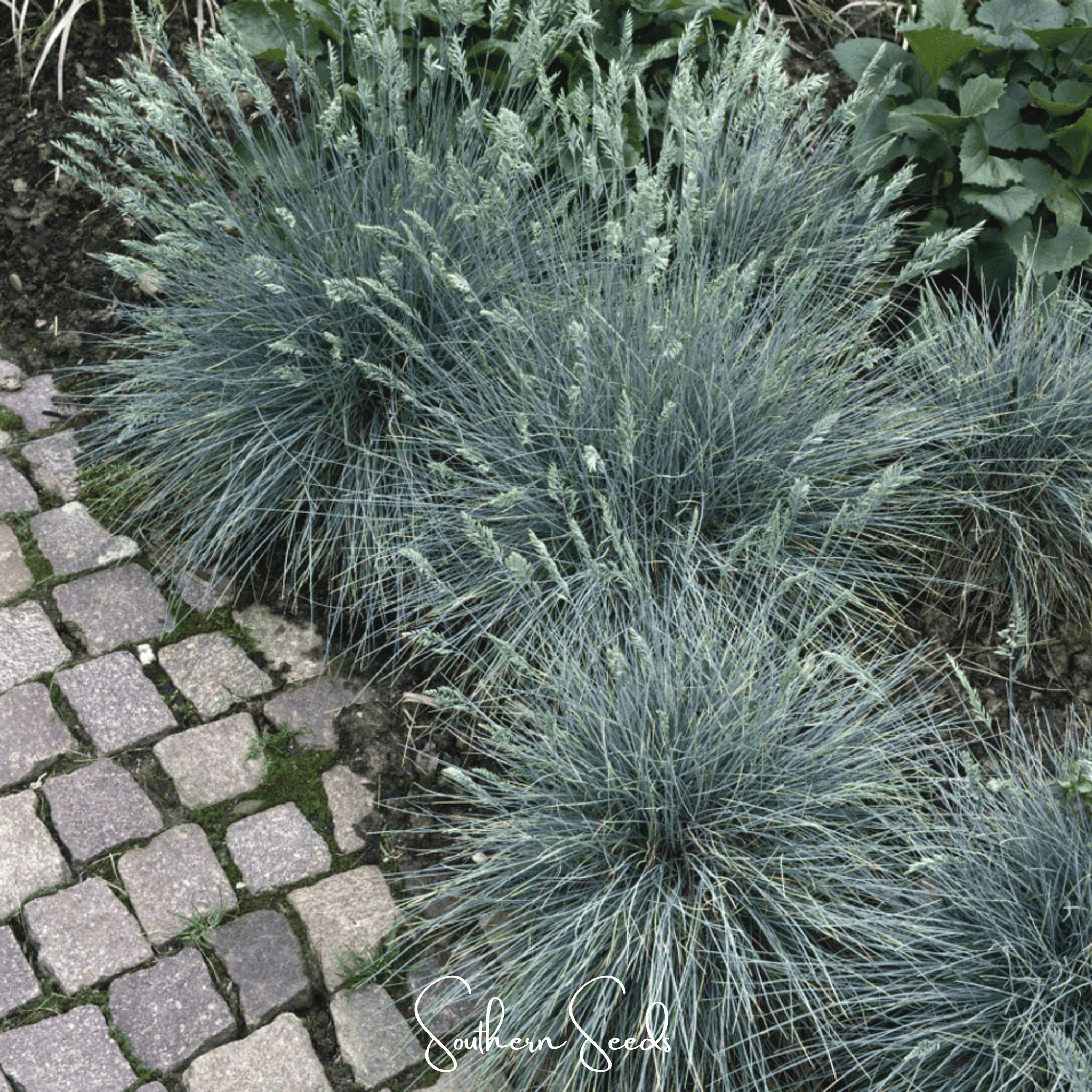 Blue Fescue – 100 Seeds Southern Seeds