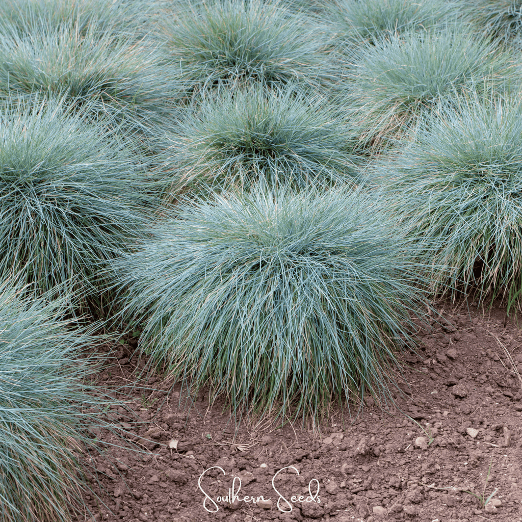 Blue Fescue – 100 Seeds Southern Seeds