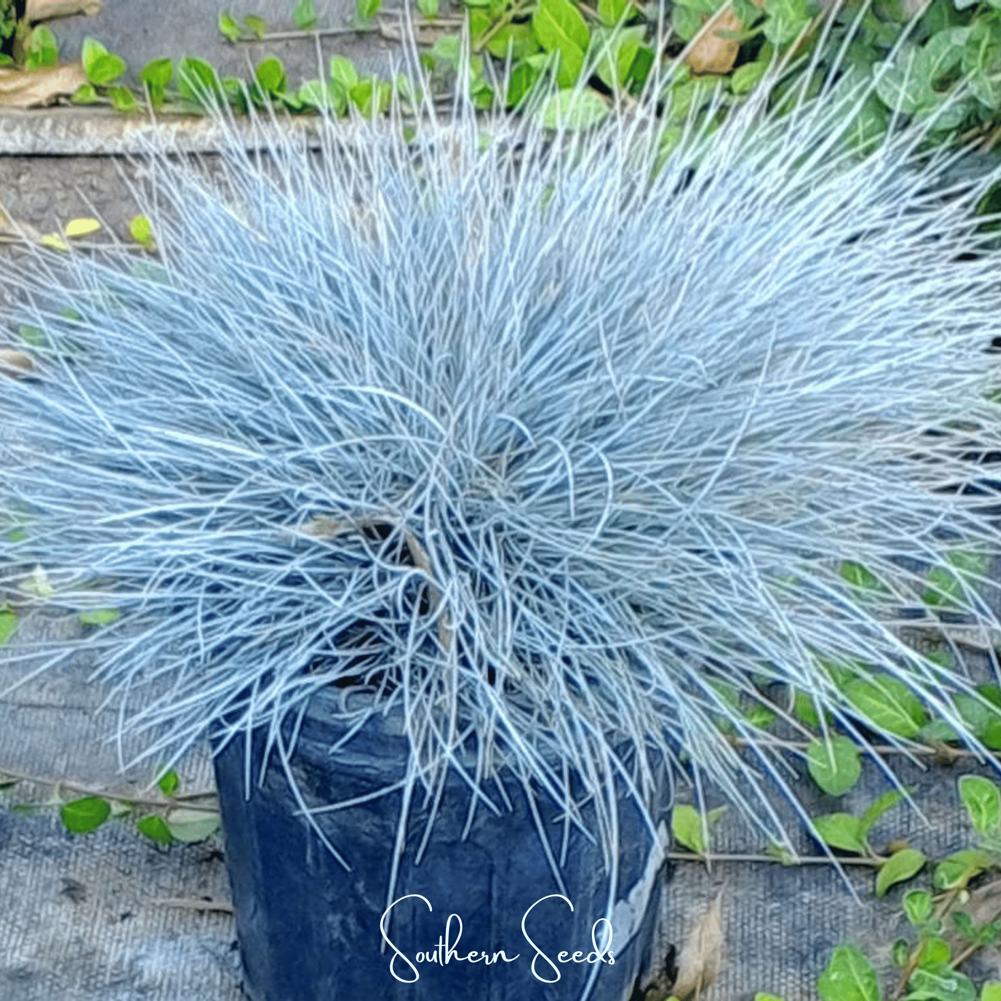 Blue Fescue – 100 Seeds Southern Seeds