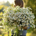 Feverfew – 100 Seeds Southern Seeds