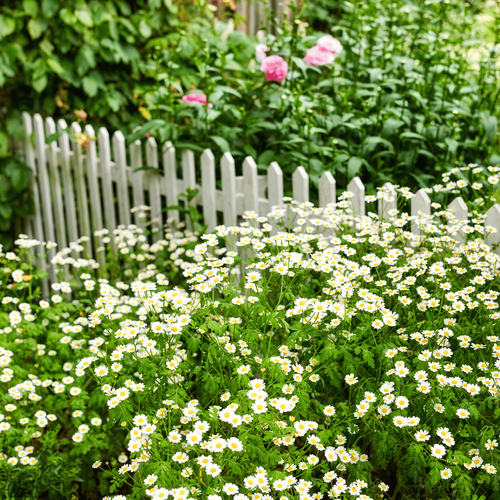 Feverfew – 100 Seeds Southern Seeds