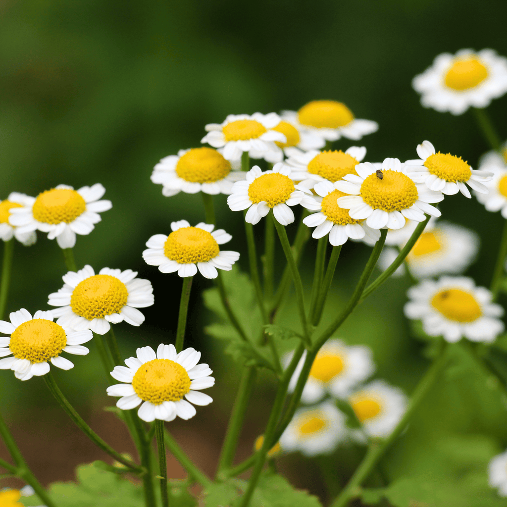 Feverfew – 100 Seeds Southern Seeds