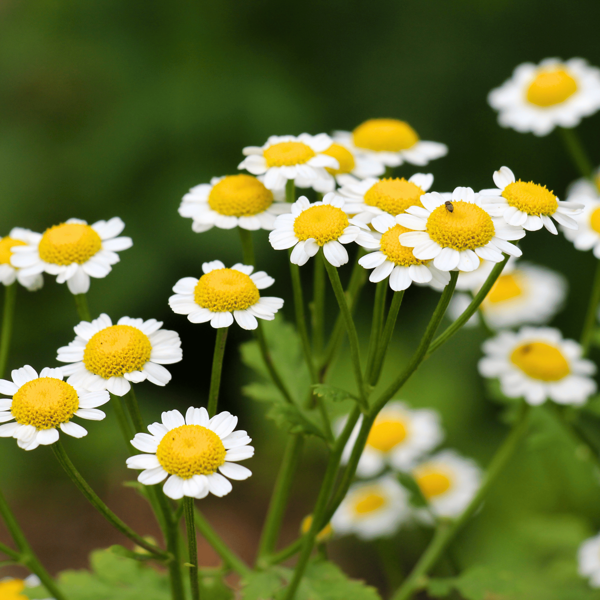 Feverfew – 100 Seeds Southern Seeds