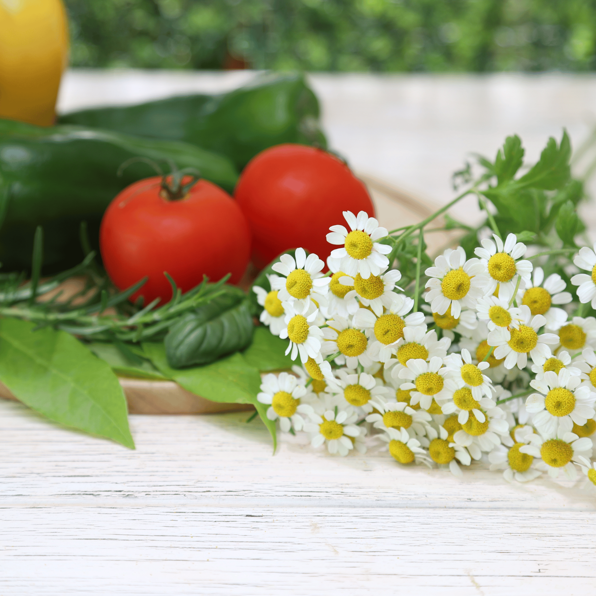 Feverfew – 100 Seeds Southern Seeds