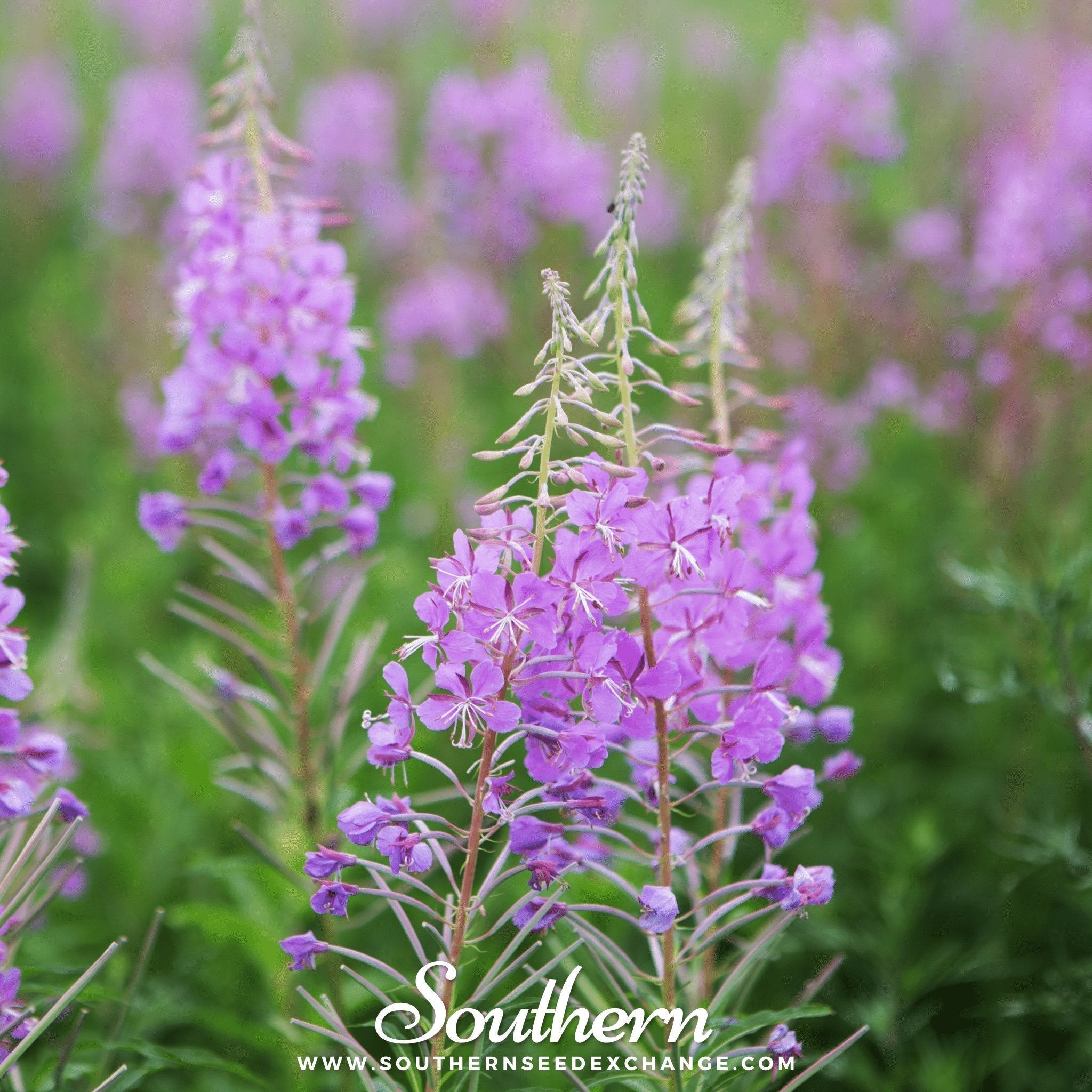 Fireweed (Willowherb) – 100 Seeds Southern Seeds