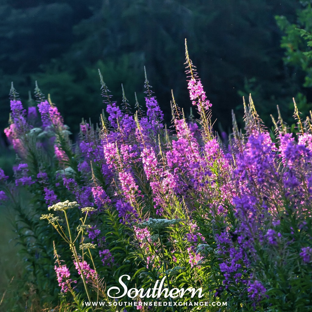 Fireweed (Willowherb) – 100 Seeds Southern Seeds