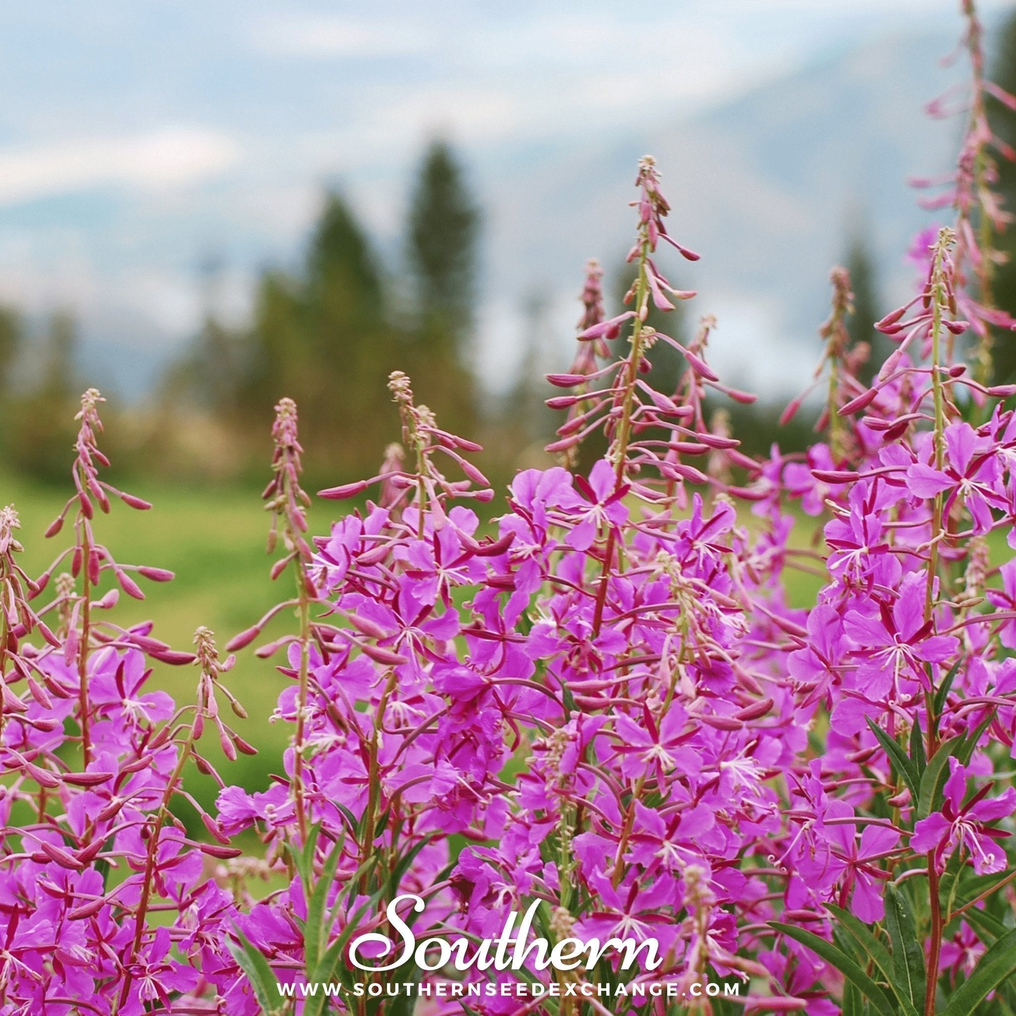 Fireweed (Willowherb) – 100 Seeds Southern Seeds