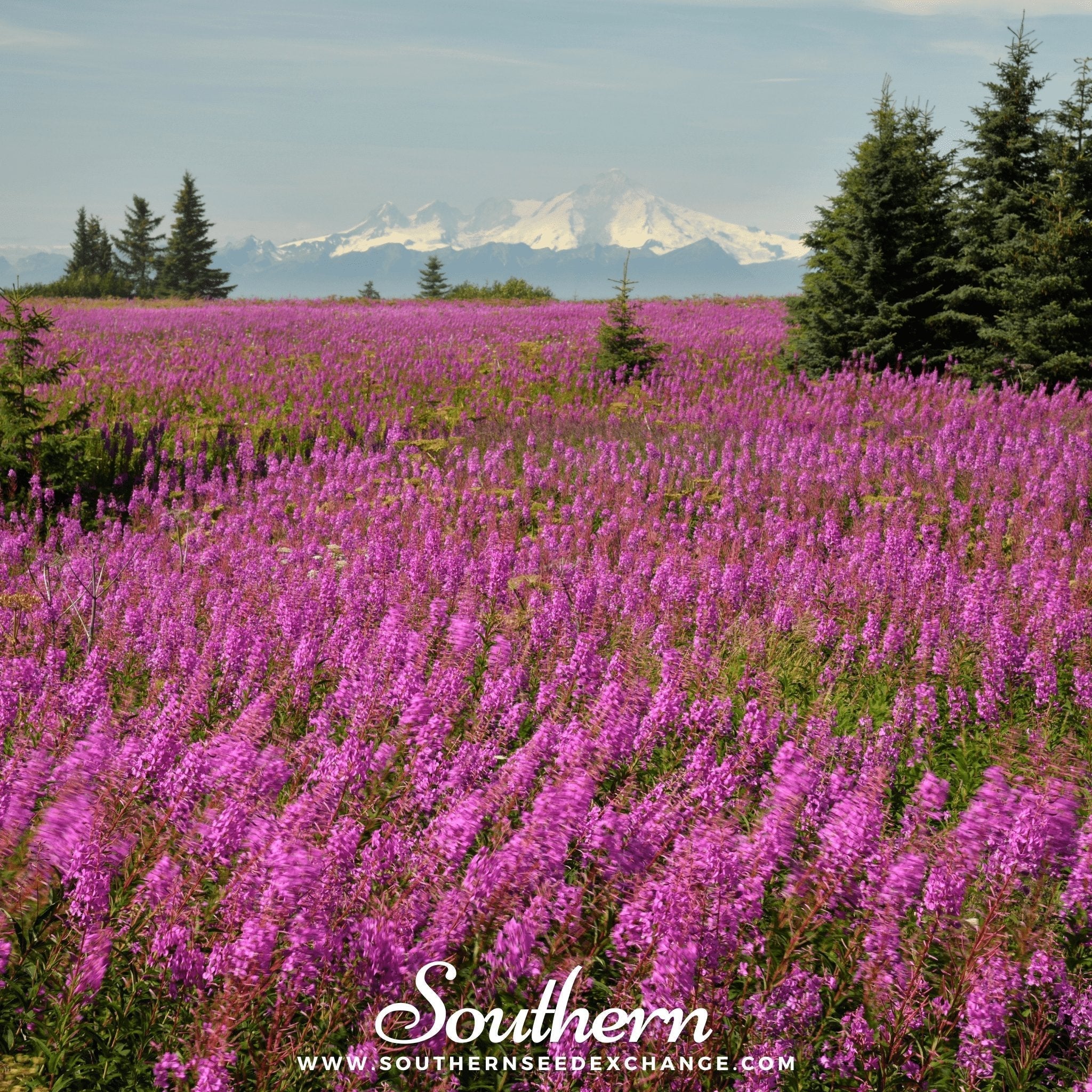 Fireweed (Willowherb) – 100 Seeds Southern Seeds