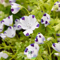 Five Spot – 50 Seeds Southern Seeds