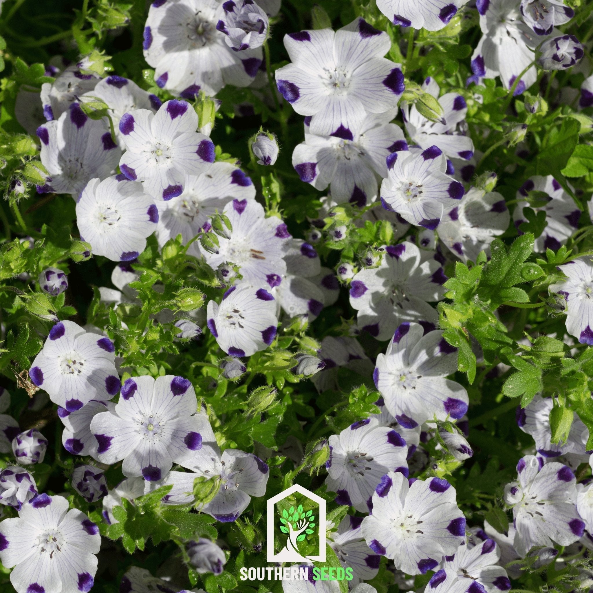 Five Spot – 50 Seeds Southern Seeds