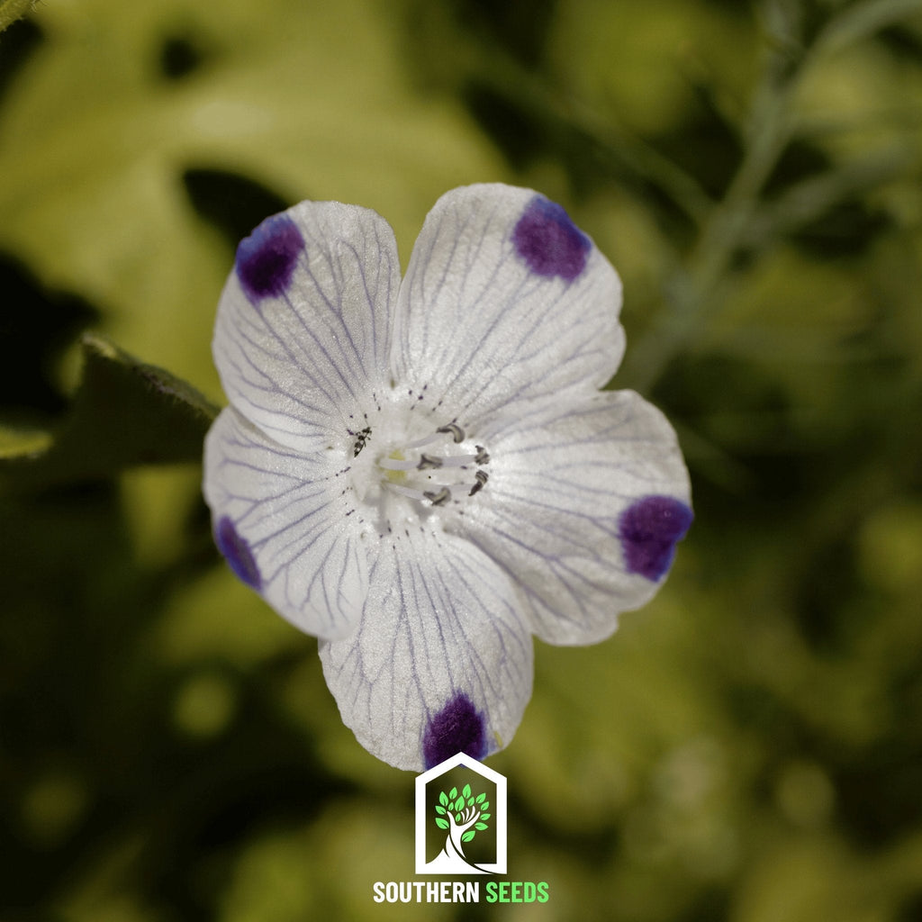 Five Spot – 50 Seeds Southern Seeds