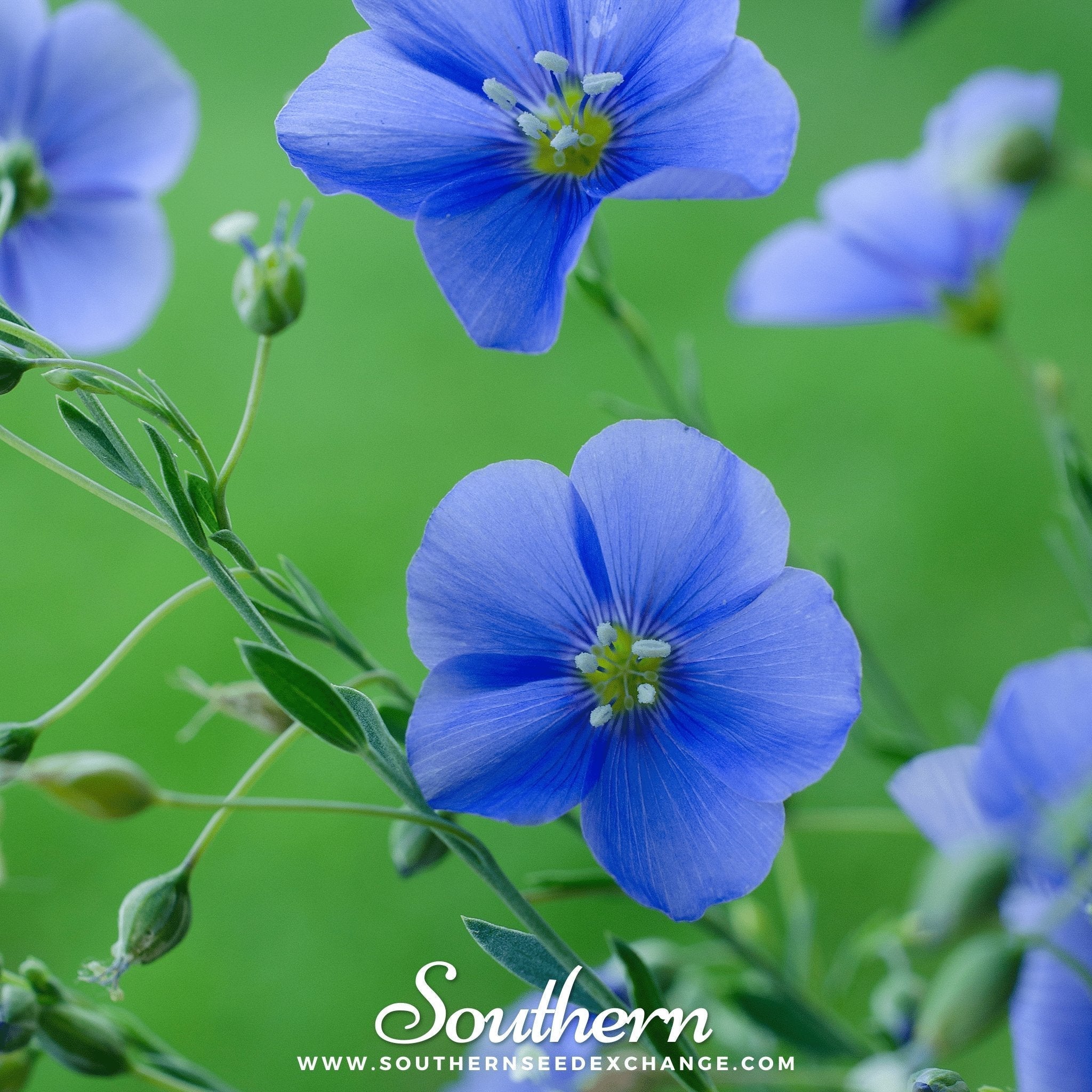 Blue Flax – 100 Seeds Southern Seeds