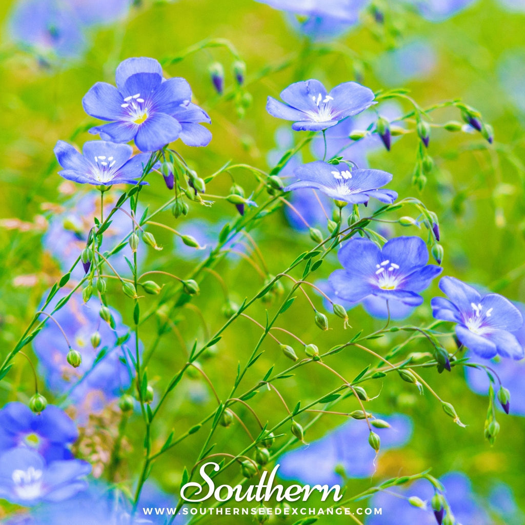 Blue Flax – 100 Seeds Southern Seeds