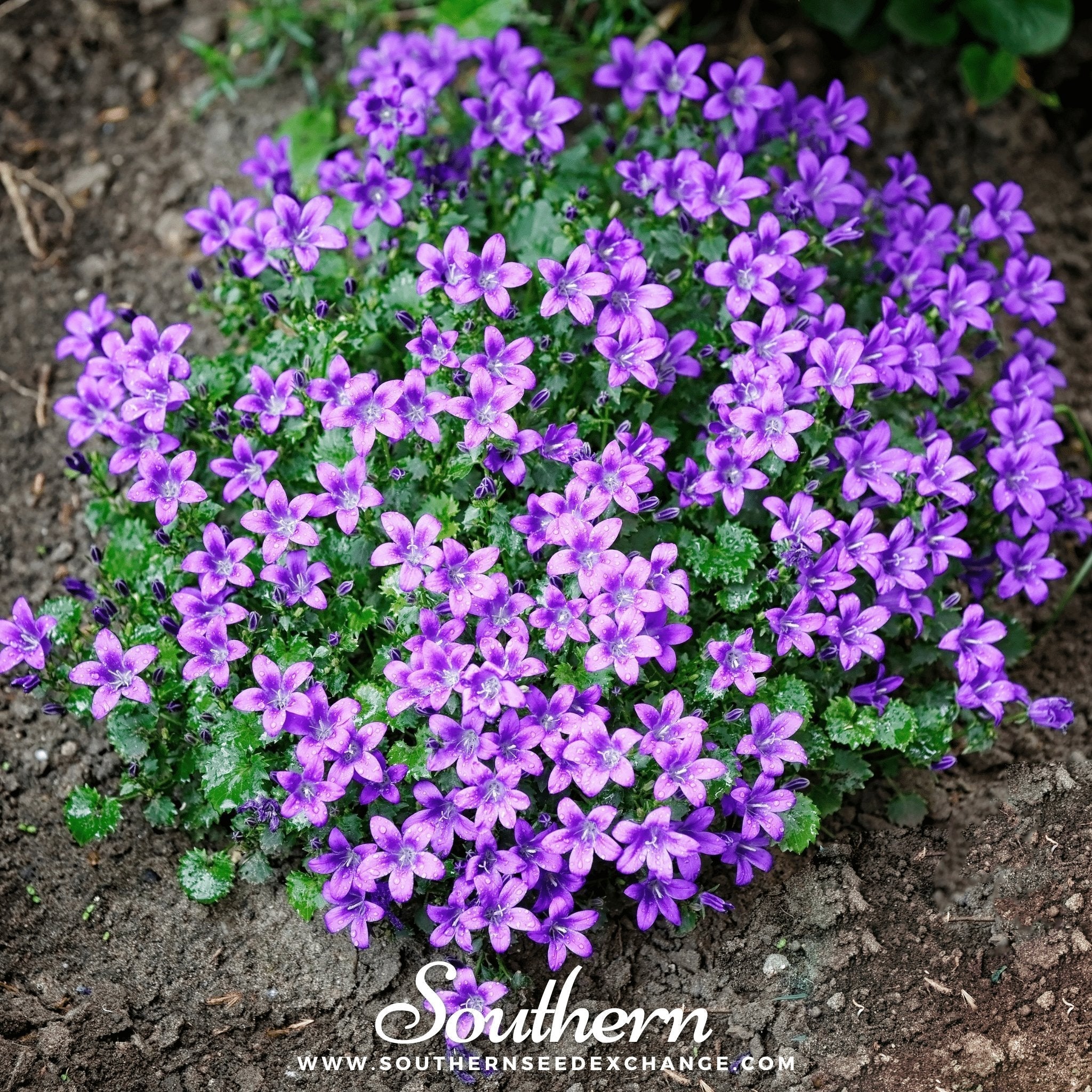 Blue Flax – 100 Seeds Southern Seeds