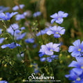 Blue Flax – 100 Seeds Southern Seeds