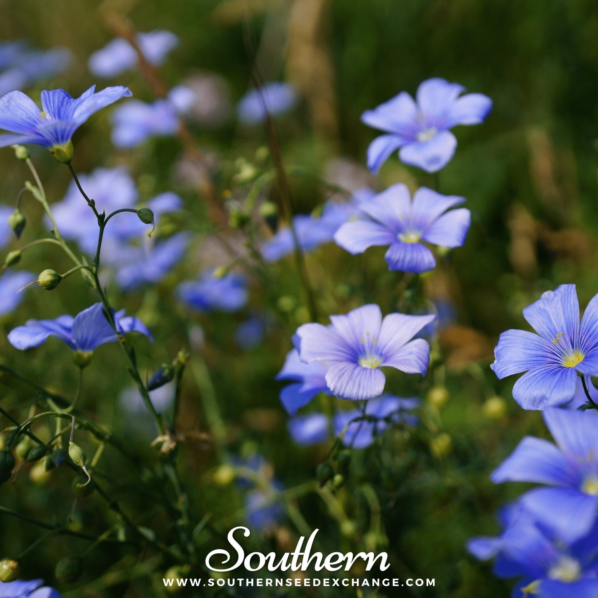 Blue Flax – 100 Seeds Southern Seeds