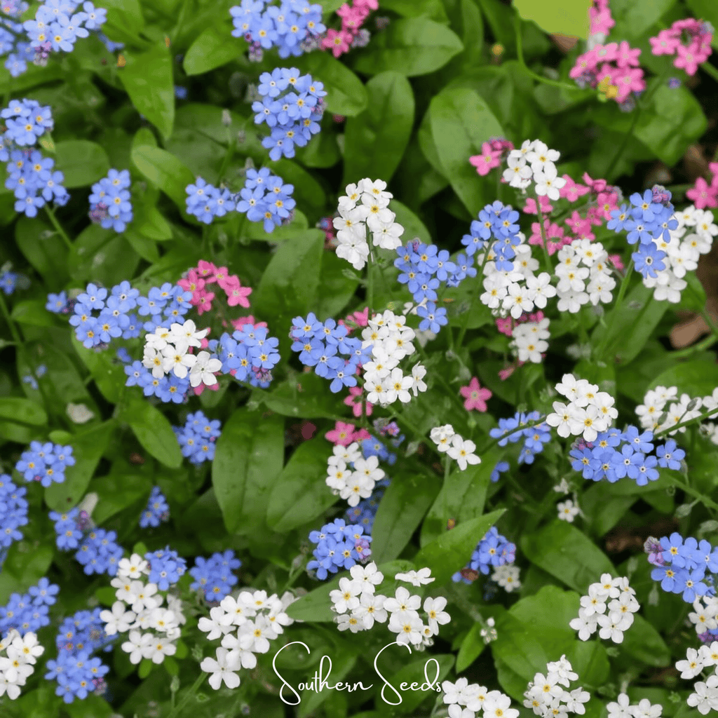 Forget Me Not Mix – 100 Seeds Southern Seeds