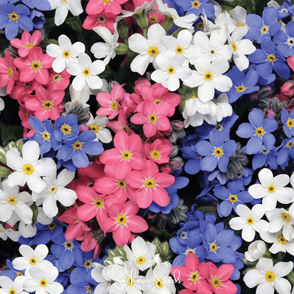Forget Me Not Mix – 100 Seeds Southern Seeds