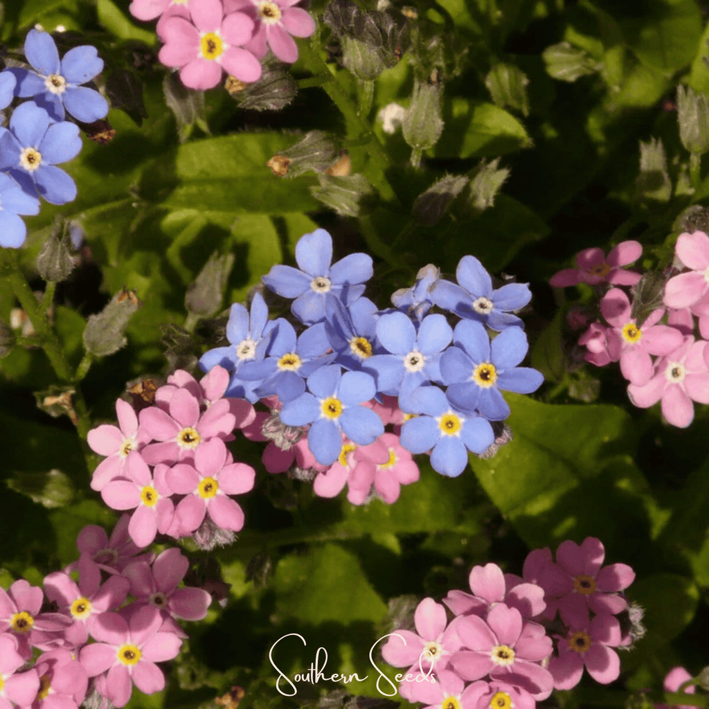 Forget Me Not Mix – 100 Seeds Southern Seeds