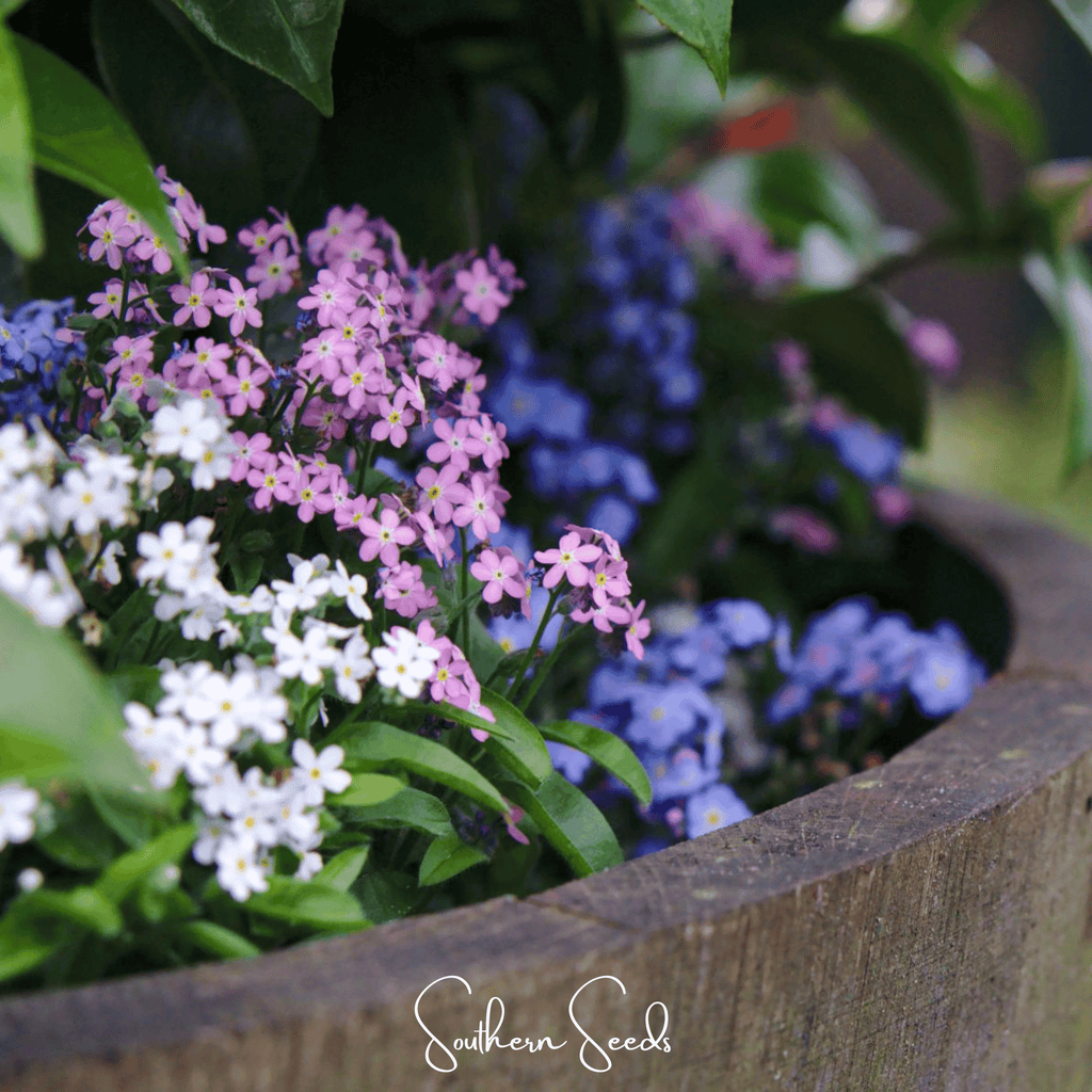 Forget Me Not Mix – 100 Seeds Southern Seeds