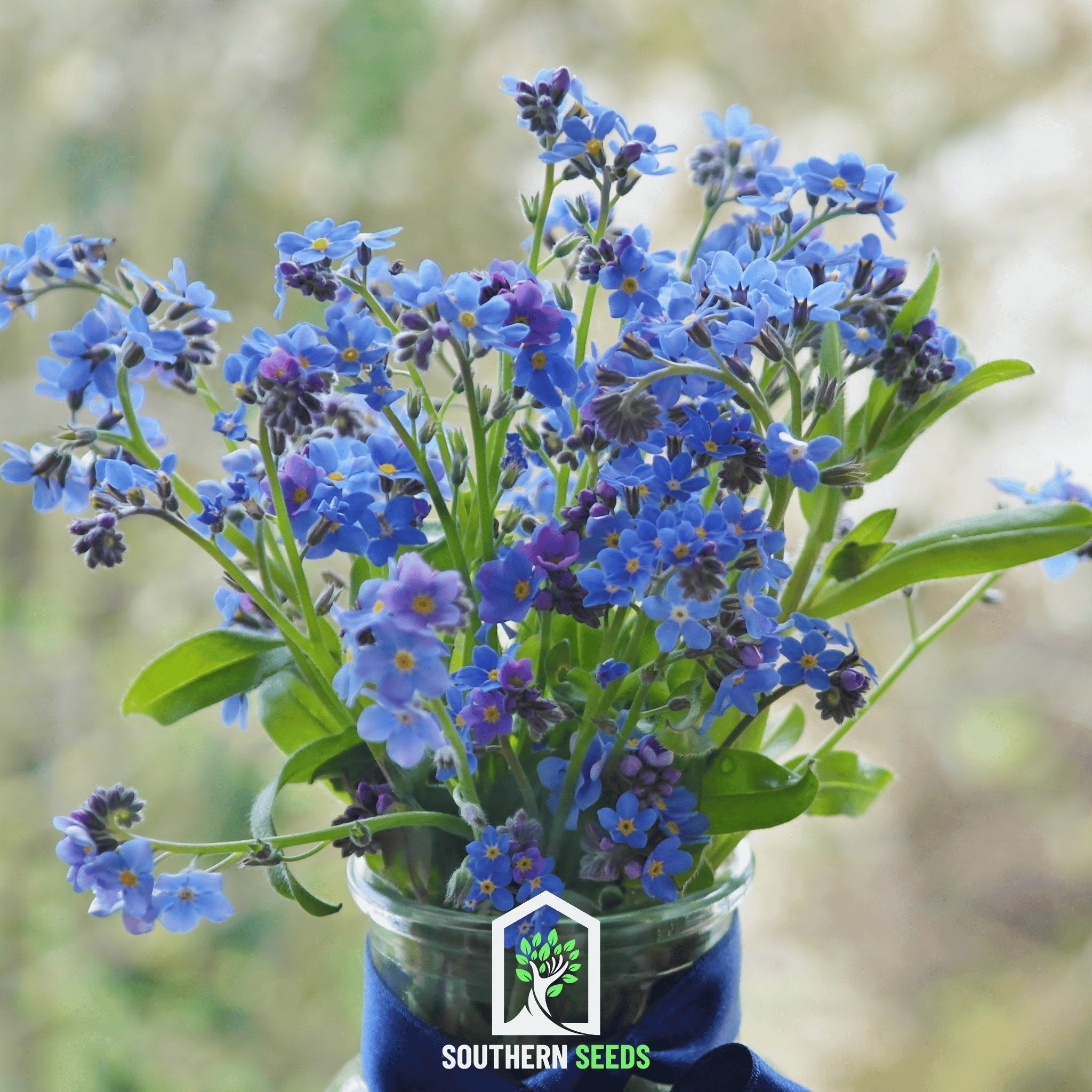 Forget Me Not – 100 Seeds Southern Seeds