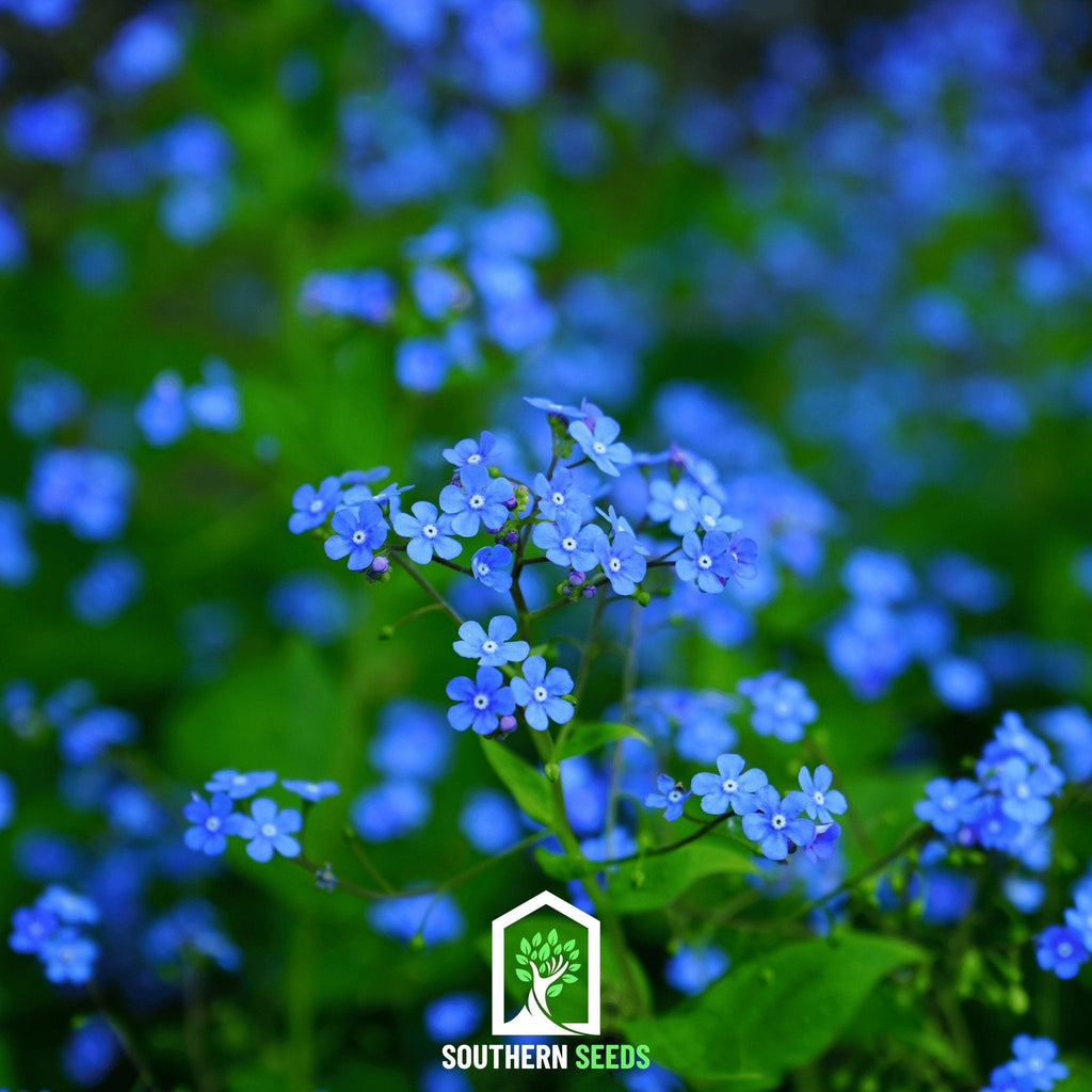 Forget Me Not – 100 Seeds Southern Seeds