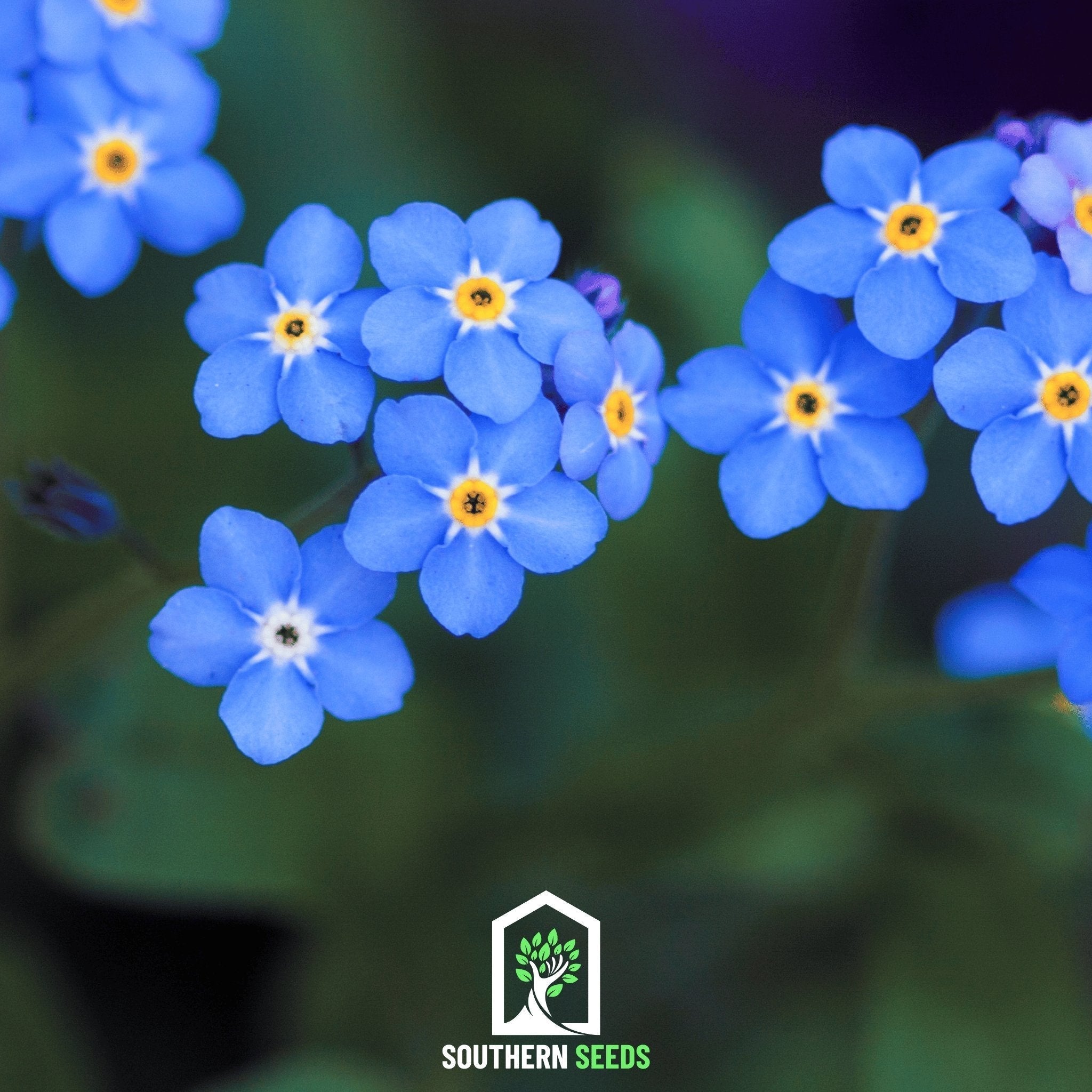 Forget Me Not – 100 Seeds Southern Seeds
