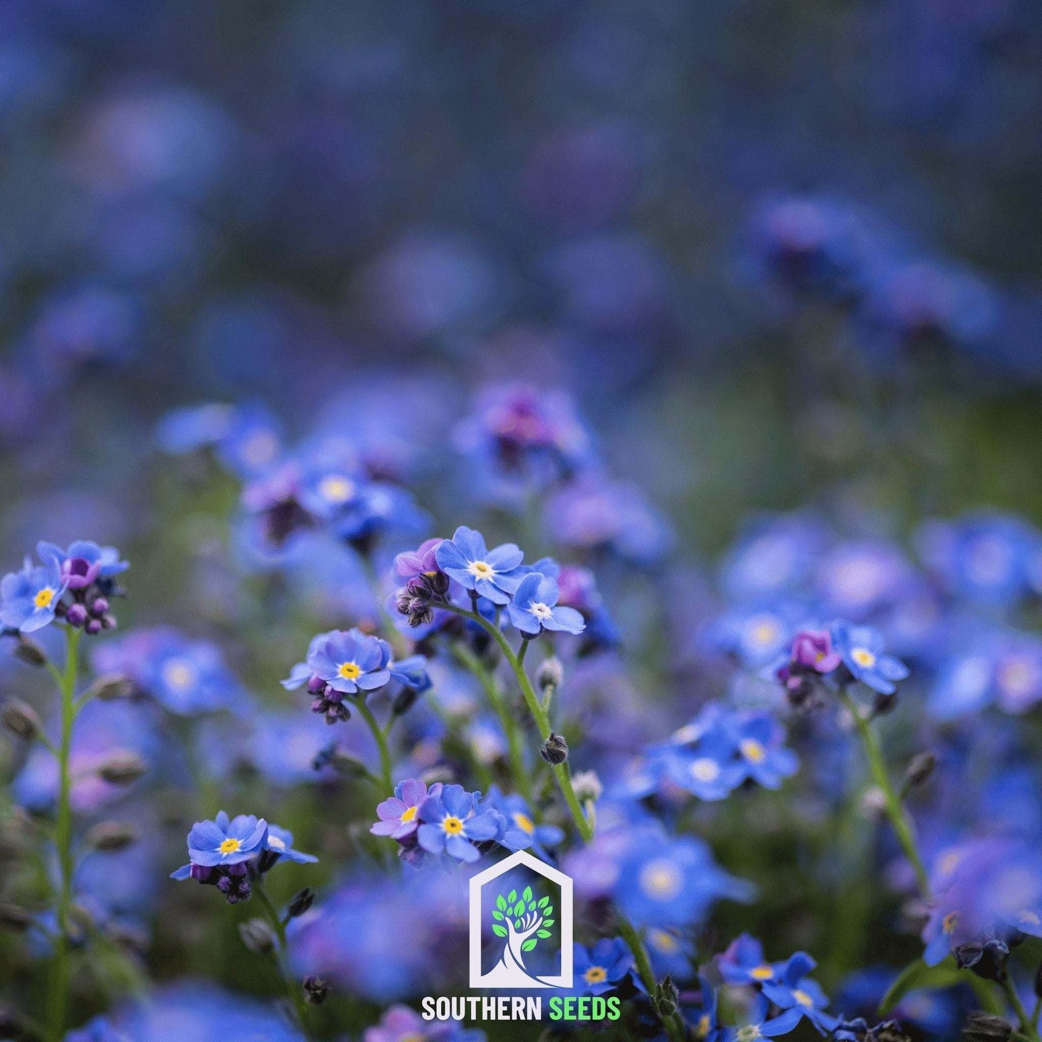 Forget Me Not – 100 Seeds Southern Seeds