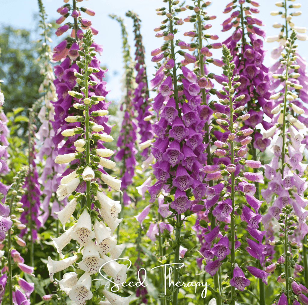 Foxy Foxglove Mix – 200 Seeds Southern Seeds