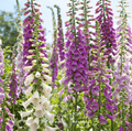 Foxy Foxglove Mix – 200 Seeds Southern Seeds