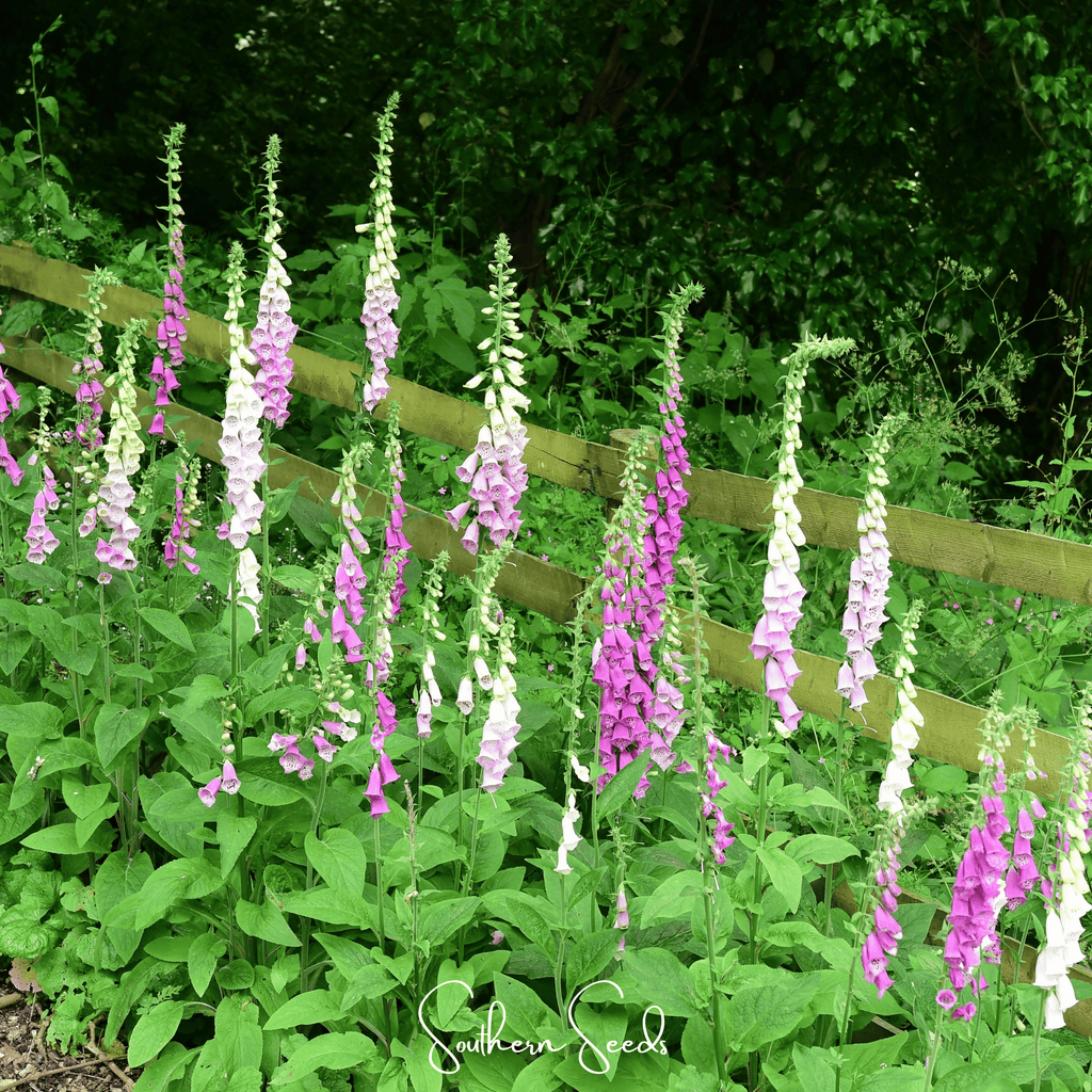Foxy Foxglove Mix – 200 Seeds Southern Seeds